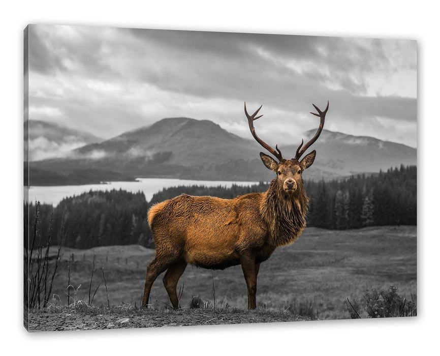 Pixxprint Hirsch in atemberaubender Landschaft B&W Detail, Leinwandbild