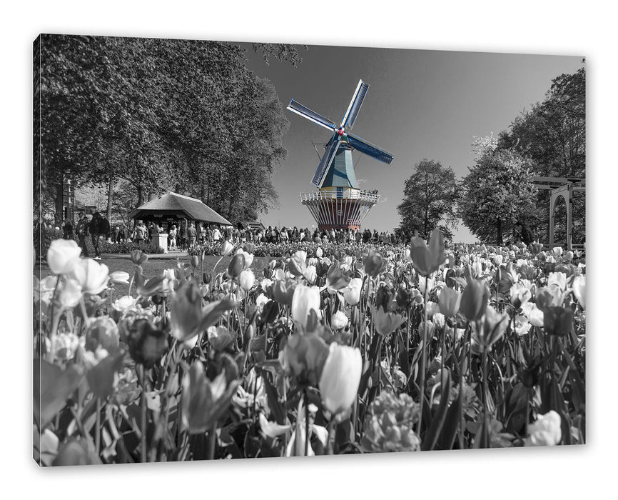 Pixxprint Holländisches Tulpenmeer vor Windmühle B&W Detail, Leinwandbild