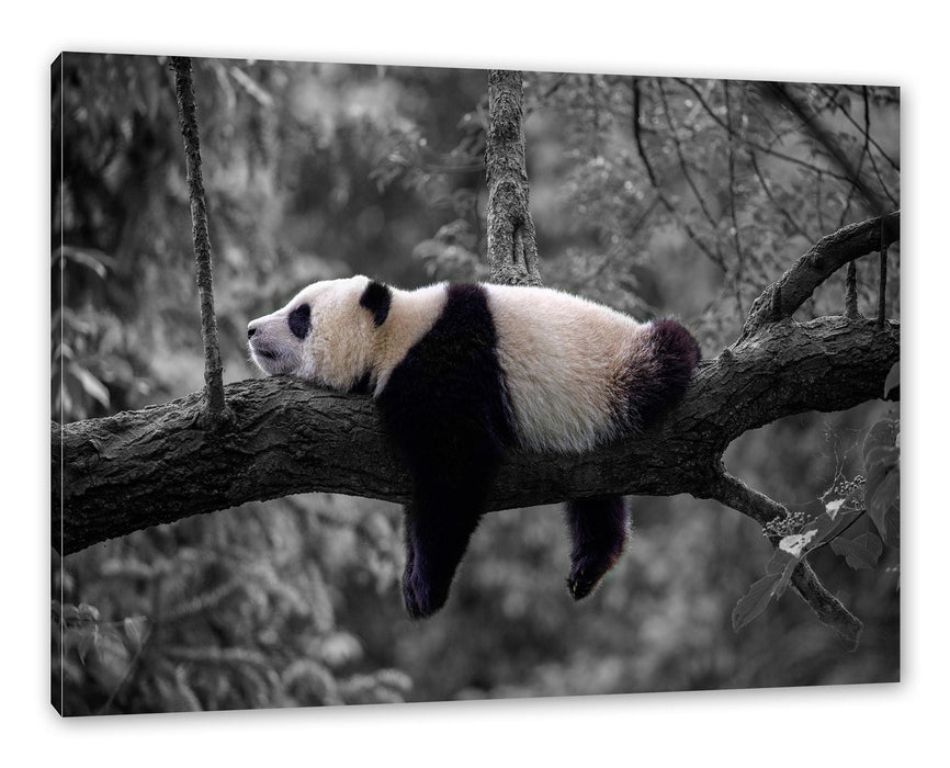 Pixxprint Schlafender Panda auf Baumstamm B&W Detail, Leinwandbild