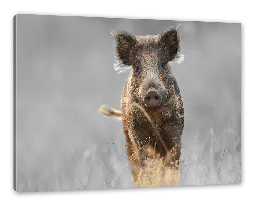 Pixxprint Neugieriges Wildschwein auf einem Feld B&W Detail, Leinwandbild