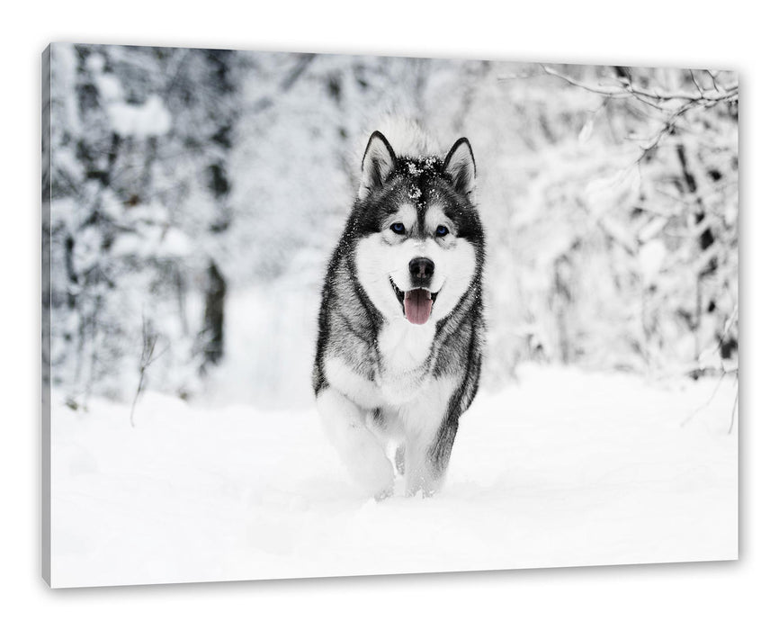 Pixxprint Sibirischer Husky im Winterwald B&W Detail, Leinwandbild