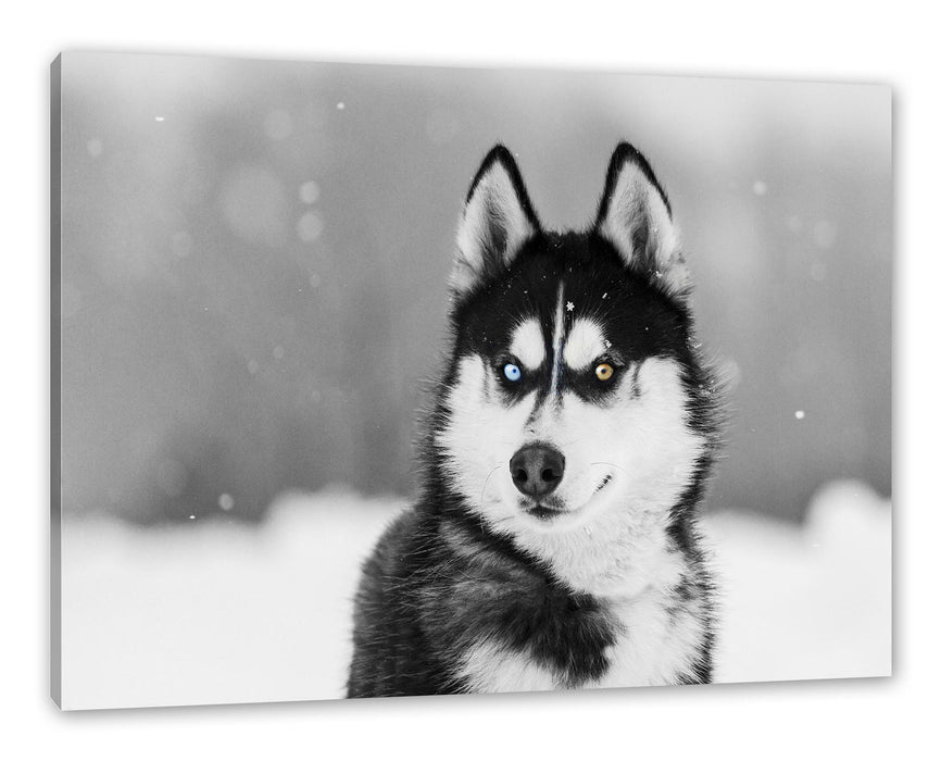 Pixxprint Husky mit unterschiedlichen Augenfarben B&W Detail, Leinwandbild