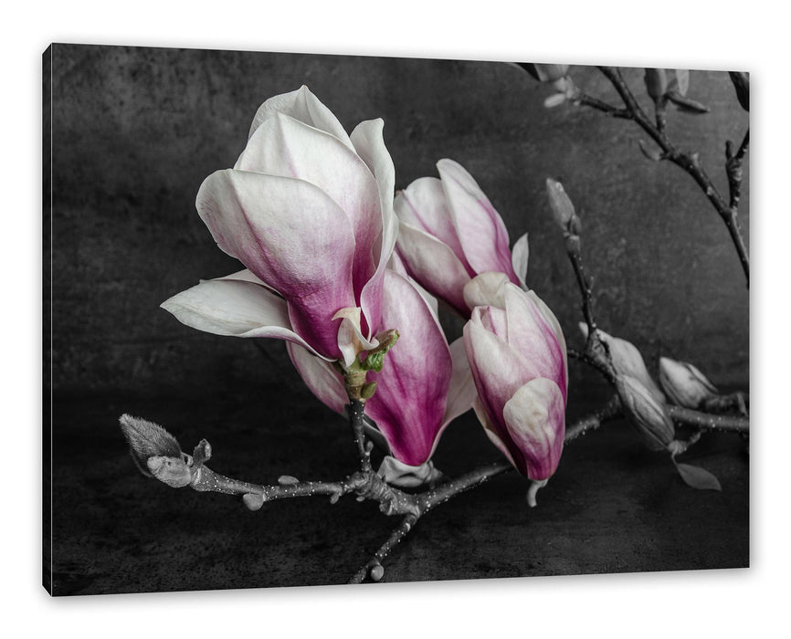 Pixxprint Aufblühende Magnolie isoliert B&W Detail, Leinwandbild