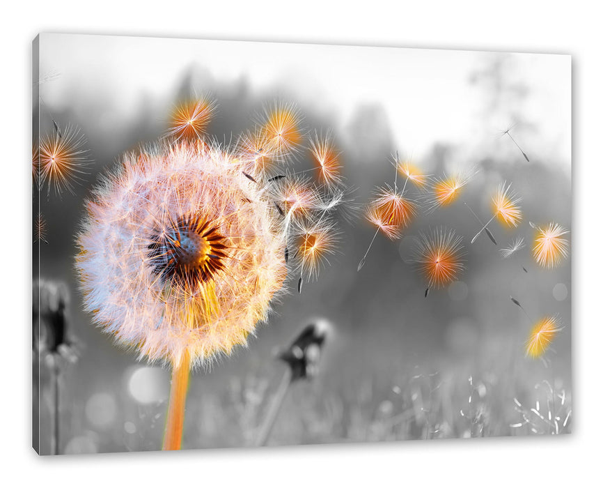 Pixxprint Nahaufnahme Pusteblume Sonnenuntergang B&W Detail, Leinwandbild