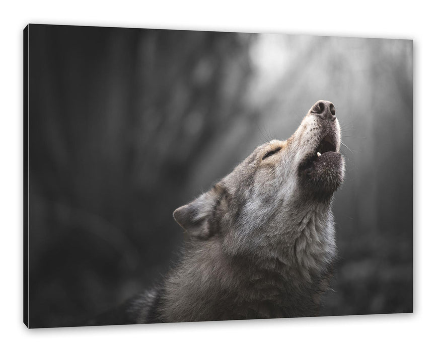 Pixxprint Heulender Wolf Nahaufnahme B&W Detail, Leinwandbild