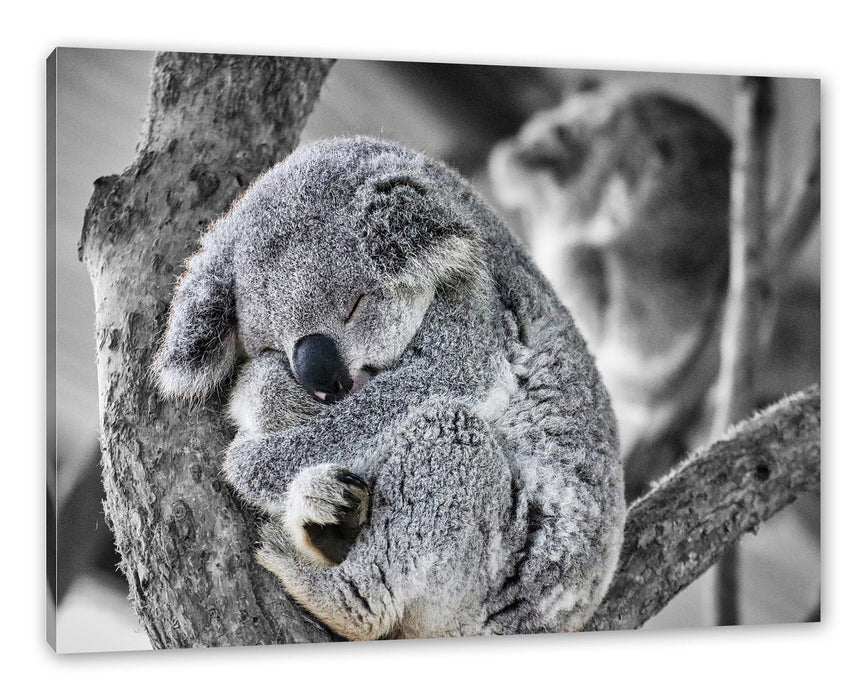 Pixxprint Koala schläft eingekuschelt im Baum B&W Detail, Leinwandbild