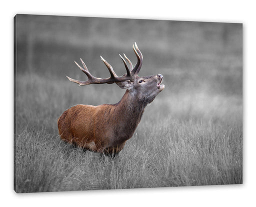 Röhrender Hirsch im Feld B&W Detail Leinwanbild Rechteckig