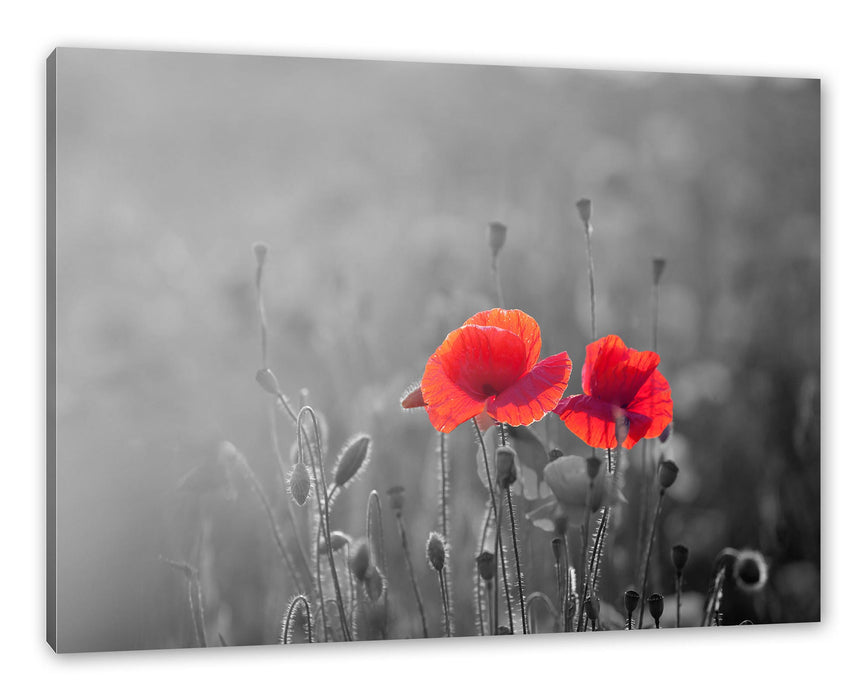 Pixxprint Mohnblumenfeld B&W Detail, Leinwandbild