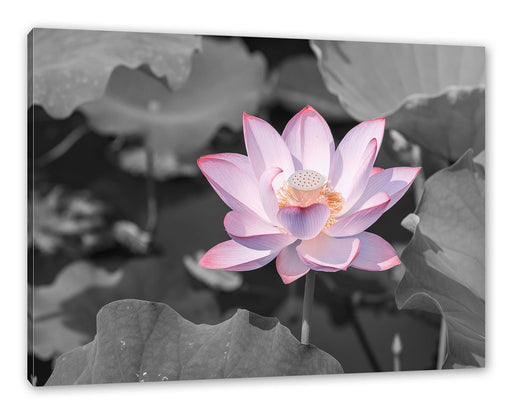 Rosa blühender Lotus Nahaufnahme B&W Detail Leinwanbild Rechteckig
