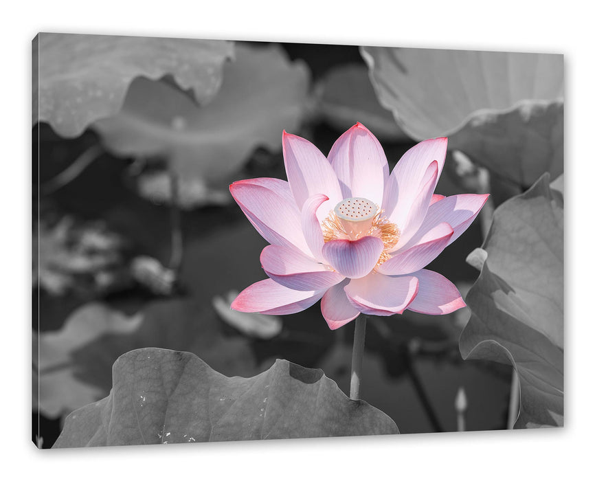 Pixxprint Rosa blühender Lotus Nahaufnahme B&W Detail, Leinwandbild