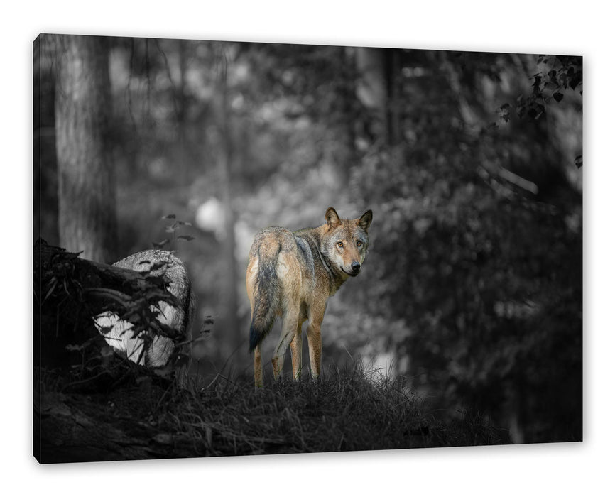 Pixxprint Ängstlicher Wolf im Wald B&W Detail, Leinwandbild