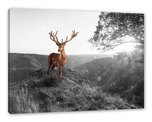 Anmutiger Hirsch bei Sonnenuntergang B&W Detail Leinwanbild Rechteckig