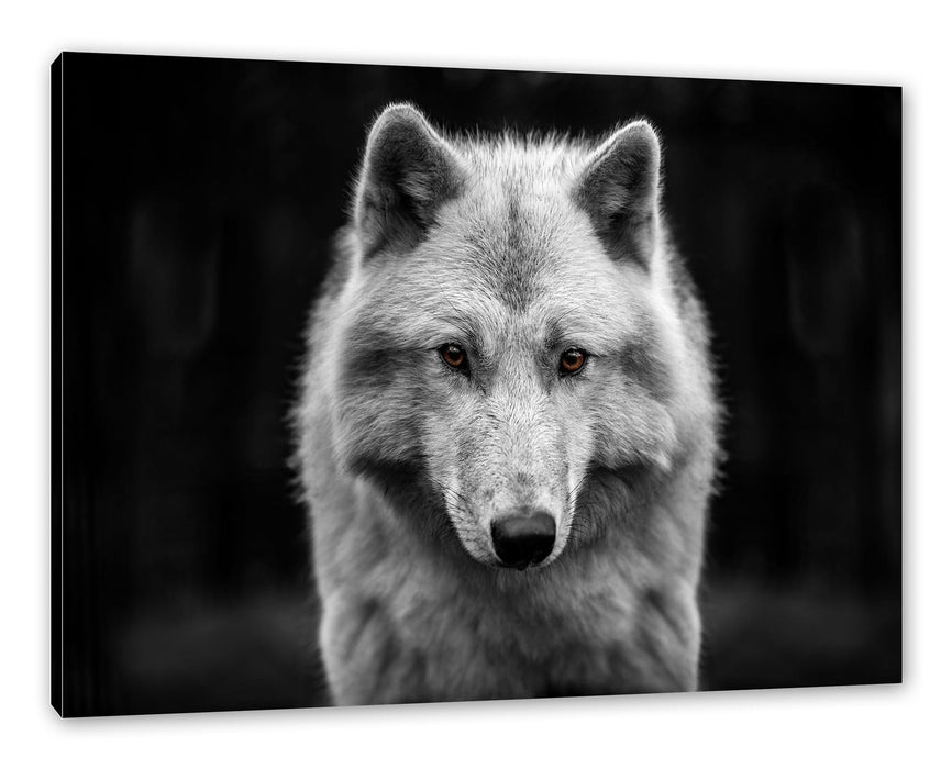 Pixxprint Nahaufnahme junger Polarwolf B&W Detail, Leinwandbild