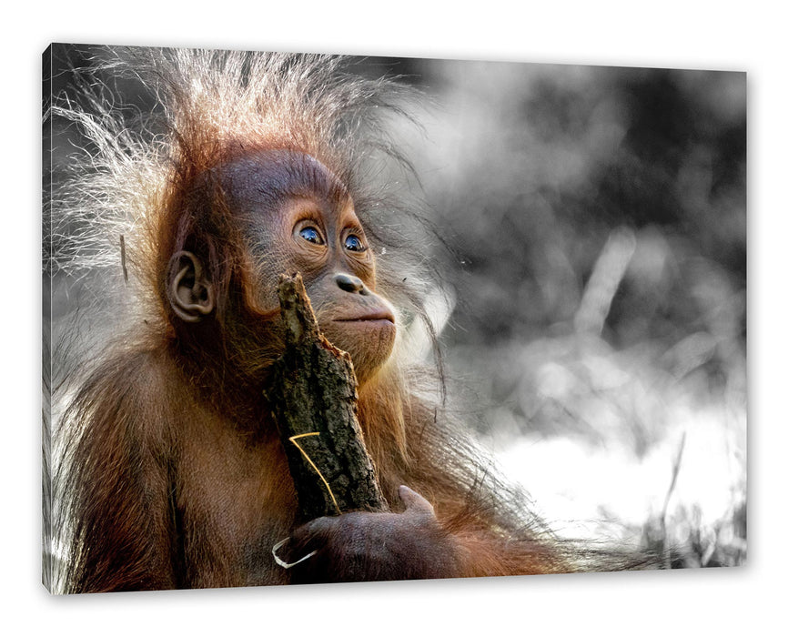 Pixxprint Orang-Utan Baby spielt mit Stock B&W Detail, Leinwandbild