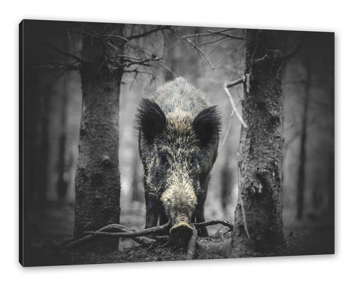 Nahaufnahme Wildschwein im Wald B&W Detail Leinwanbild Rechteckig