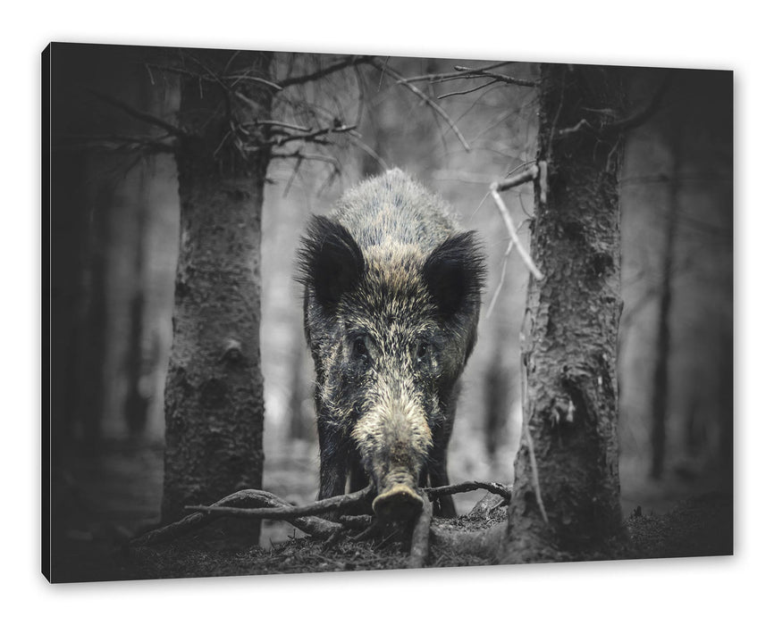 Pixxprint Nahaufnahme Wildschwein im Wald B&W Detail, Leinwandbild