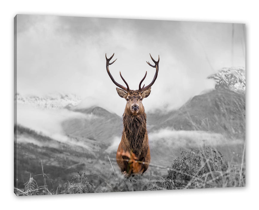 Pixxprint Majestätischer Hirsch in Berglandschaft B&W Detail, Leinwandbild