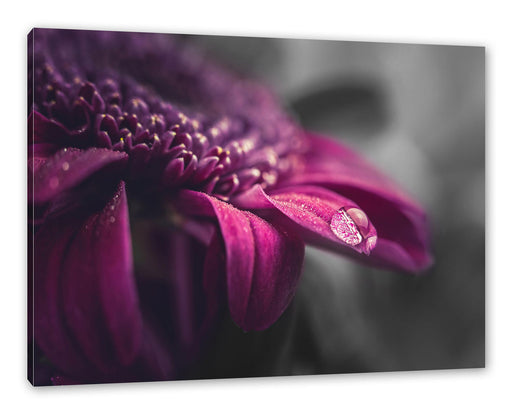 Nahaufnahme Tropfen auf lila Blume B&W Detail Leinwanbild Rechteckig