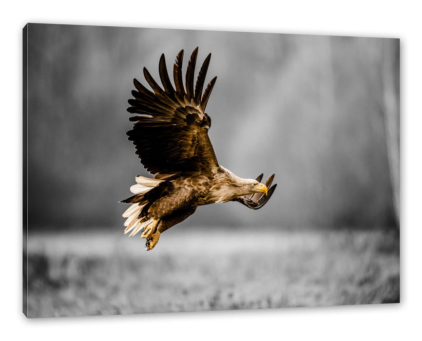 Pixxprint Nahaufnahme Adler bei der Jagd B&W Detail, Leinwandbild