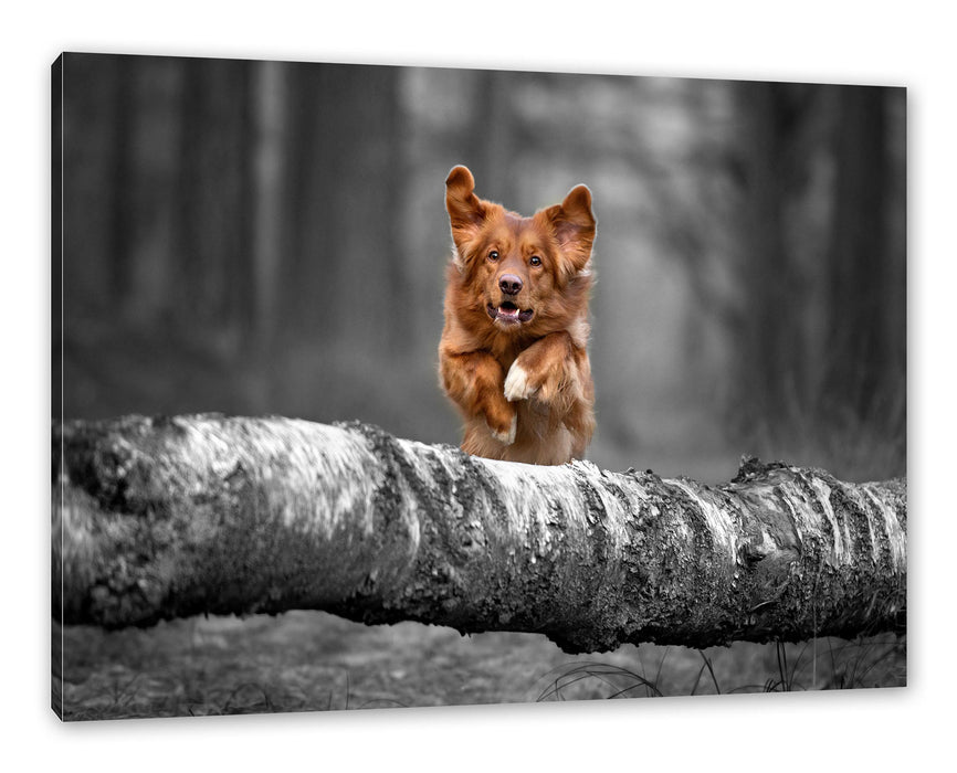 Pixxprint Hund springt über Baumstamm im Wald B&W Detail, Leinwandbild