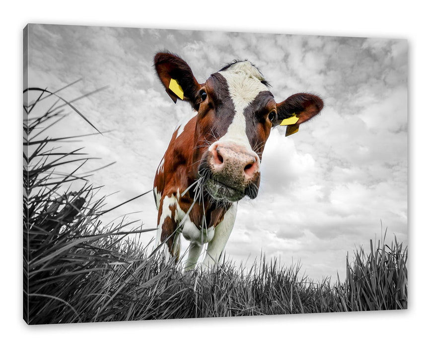 Pixxprint Nahaufnahme Grasende Kuh auf Weide B&W Detail, Leinwandbild
