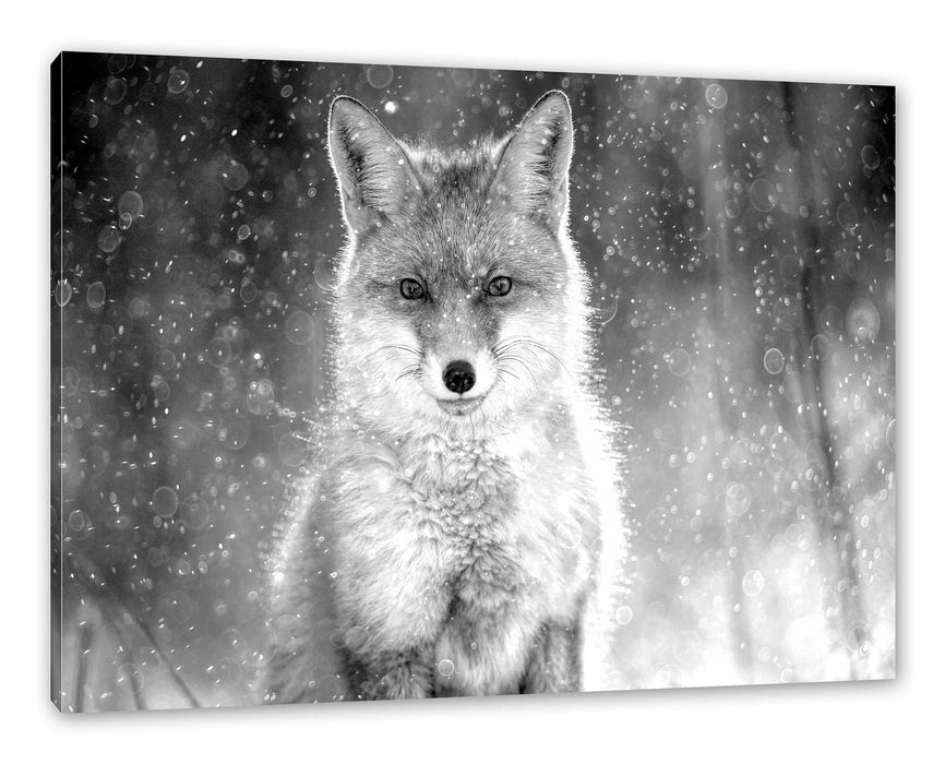 Pixxprint Roter Fuchs im Winter, Monochrome, Leinwandbild