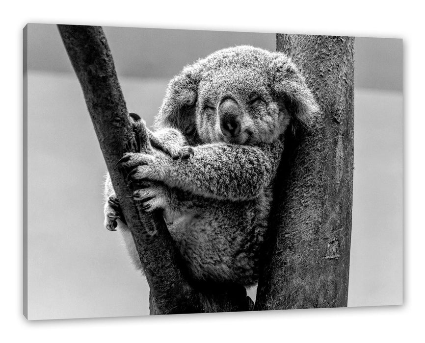 Pixxprint Schlafender Koala im Baum, Monochrome, Leinwandbild