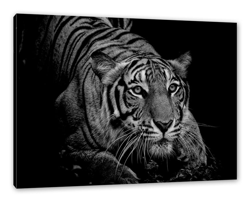 Pixxprint Mächtiger lauernder Tiger, Monochrome, Leinwandbild