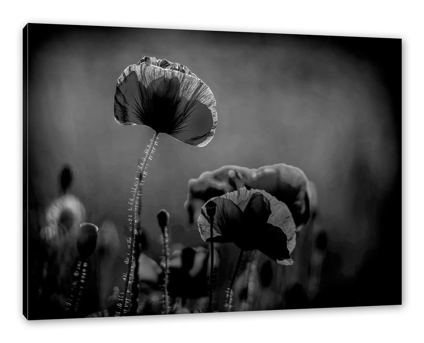 Pixxprint Mohnblumen auf einer Wiese in der Nacht, Monochrome, Leinwandbild