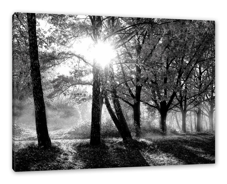 Pixxprint Bunte Herbstbäume sonnenbestrahlt, Monochrome, Leinwandbild