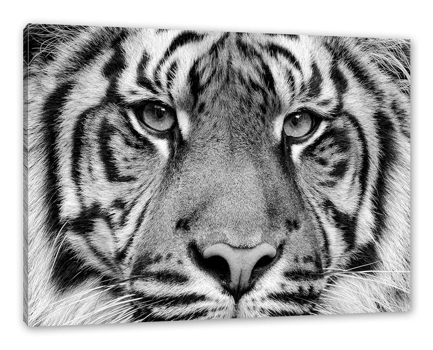 Pixxprint Nahaufnahme Sumatra Tiger, Monochrome, Leinwandbild