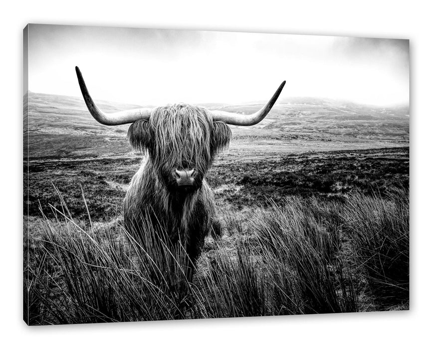 Pixxprint Highland Rind mit großen Hörnern Steppe, Monochrome, Leinwandbild