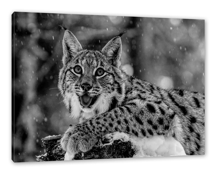 Pixxprint Luchs auf schneebedecktem Baumstumpf, Monochrome, Leinwandbild