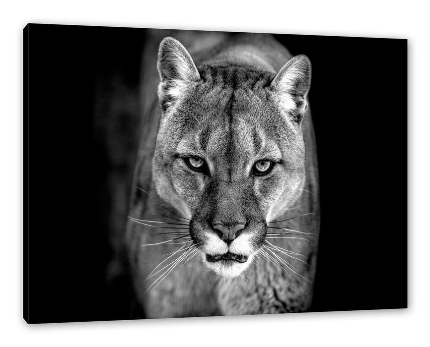 Pixxprint Bedrohlicher Puma Nahaufnahme, Monochrome, Leinwandbild