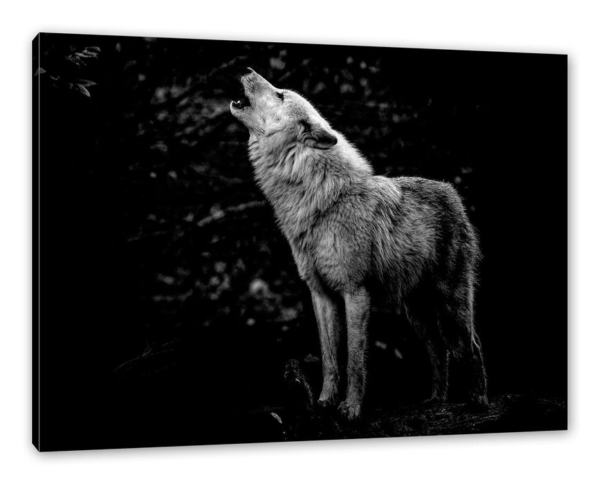 Pixxprint Weißer heulender Wolf im Wald, Monochrome, Leinwandbild