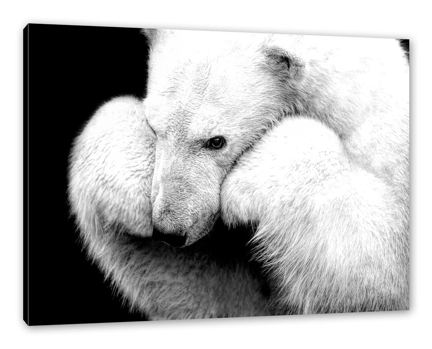 Pixxprint Grübelnder Eisbär stützt sich auf Pfoten, Monochrome, Leinwandbild