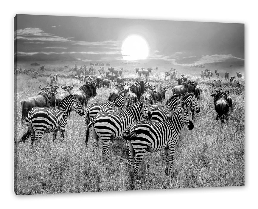 Pixxprint Zebraherde Savanne bei Sonnenuntergang, Monochrome, Leinwandbild