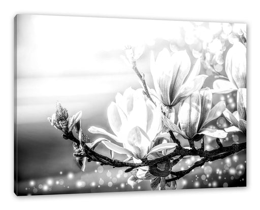 Wunderschöne Magnolien Nahaufnahme, Monochrome Leinwanbild Rechteckig