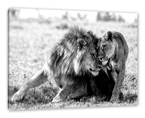 Schmusendes Löwenpaar in der Steppe, Monochrome Leinwanbild Rechteckig