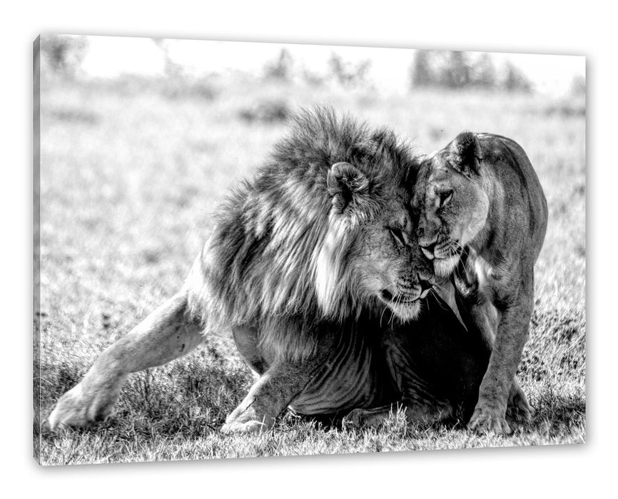 Pixxprint Schmusendes Löwenpaar in der Steppe, Monochrome, Leinwandbild