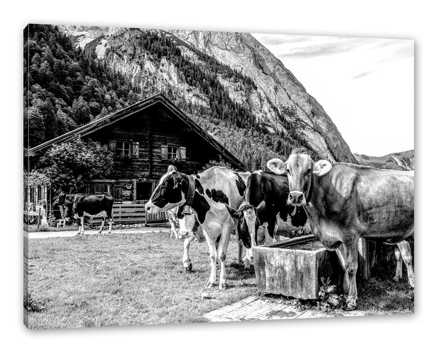 Pixxprint Kühe auf Almwiese am Trog, Monochrome, Leinwandbild