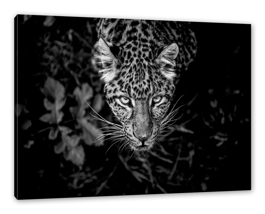 Pixxprint gefährlicher Panther im Wald von oben, Monochrome, Leinwandbild