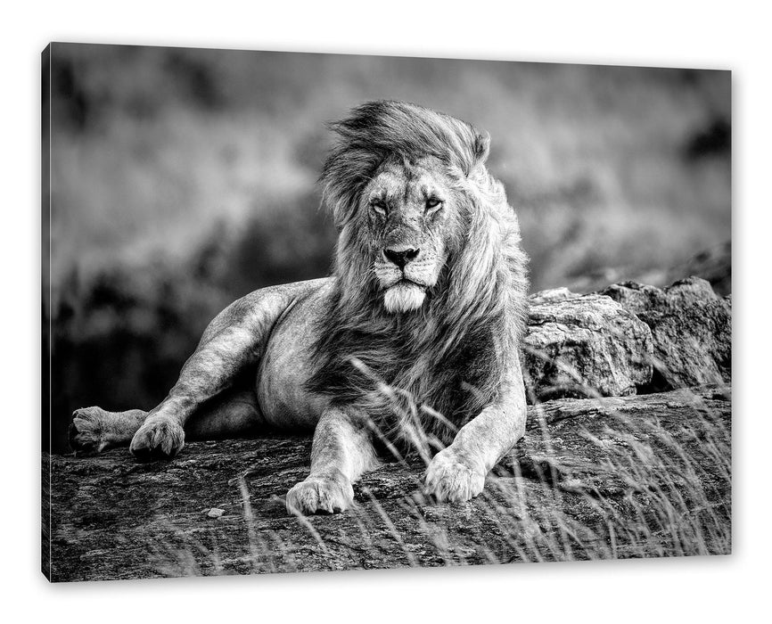 Pixxprint Mächtiger Tiger auf Felsen in Savanne, Monochrome, Leinwandbild