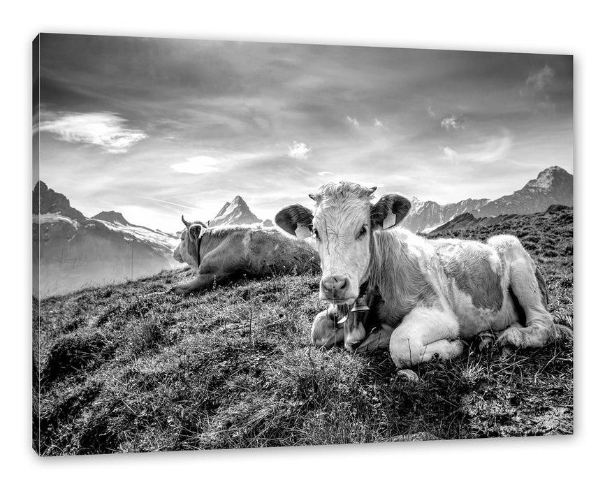 Pixxprint Simmentaler Kühe vor Schweizer Alpen, Monochrome, Leinwandbild