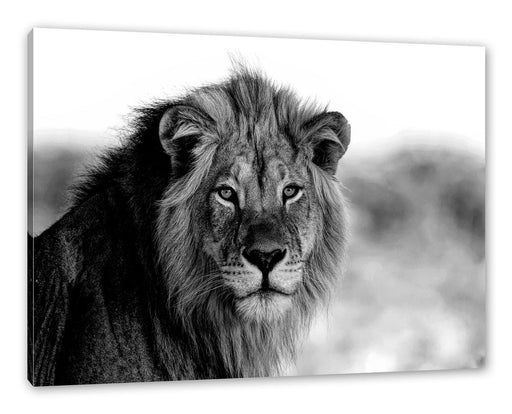 Poträt eines Löwen in der Savanne, Monochrome Leinwanbild Rechteckig