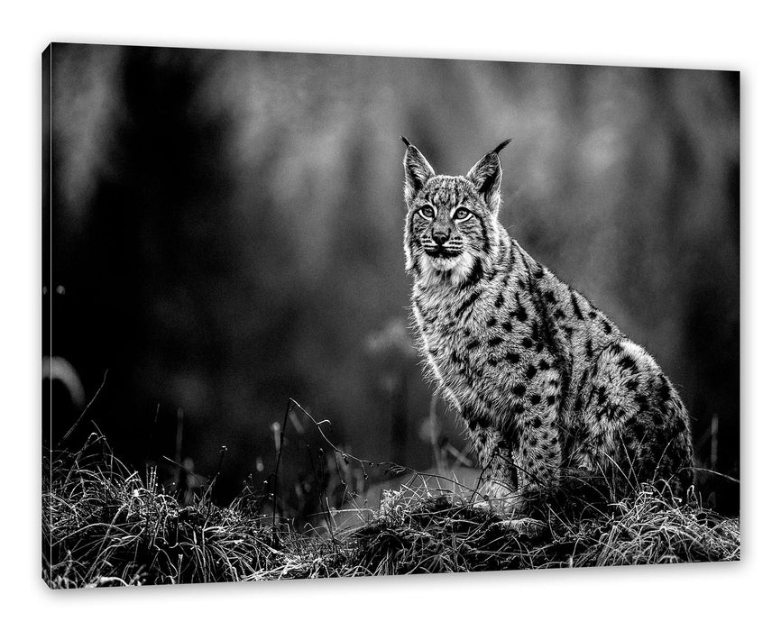 Pixxprint Europäischer Luchs auf Wiese, Monochrome, Leinwandbild