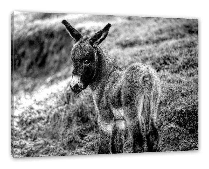 Niedliches Eselkind auf Bergwiese, Monochrome Leinwanbild Rechteckig