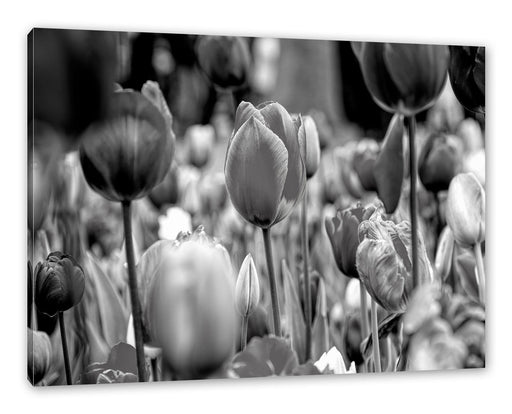 Bunte holländische Tulpen Nahaufnahme, Monochrome Leinwanbild Rechteckig