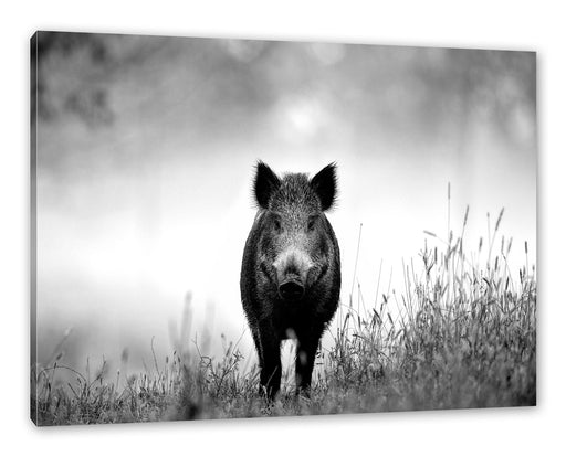 Wildschweinauf einer Wiese im Nebel, Monochrome Leinwanbild Rechteckig