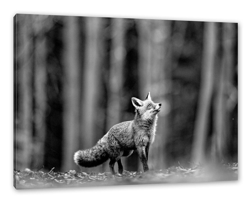 Pixxprint Neugieriger Fuchs im Herbstwald, Monochrome, Leinwandbild